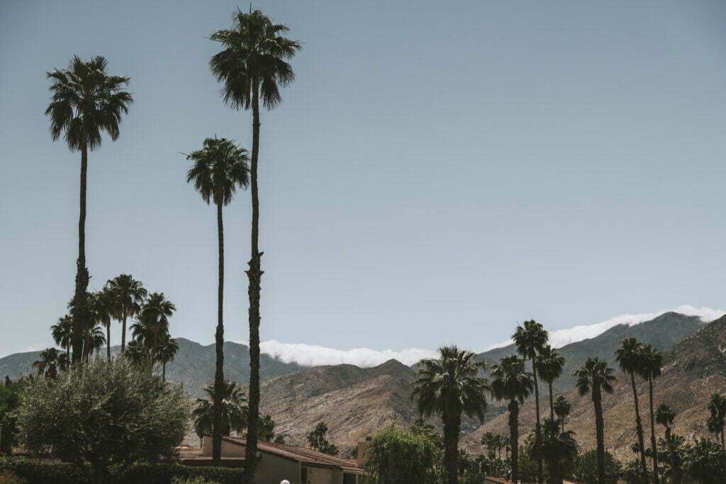 palm trees in california 2022 12 15 23 03 12 utc